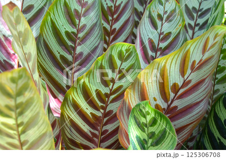 ゲッペルチア・マコヤナ（カラテア・マコヤナ） 125306708