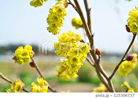 黄色いトサミズキの花(春、四月) 黄色いトサミズキの花(春、四月) 125306737