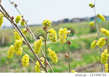 黄色いトサミズキの花（春、四月） 125306738