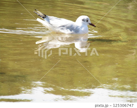 夏毛になった稲毛海浜公園浜ノ池に来た冬の渡り鳥ユリカモメ 夏毛になった稲毛海浜公園浜ノ池に来た冬の渡り鳥ユリカモメ 125306747