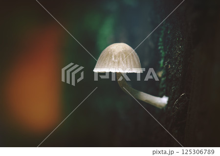 Nitrous Bonnet Mushroom Nitrous Bonnet Mushroom 125306789