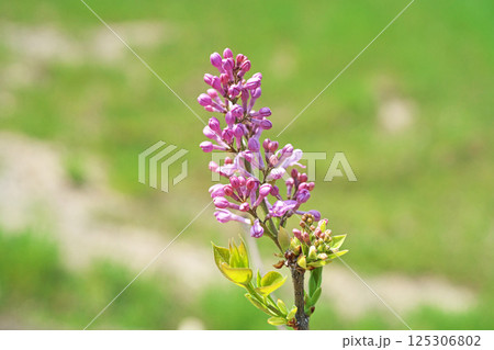 ピンク色のライラックの蕾と花（春、四月） 125306802