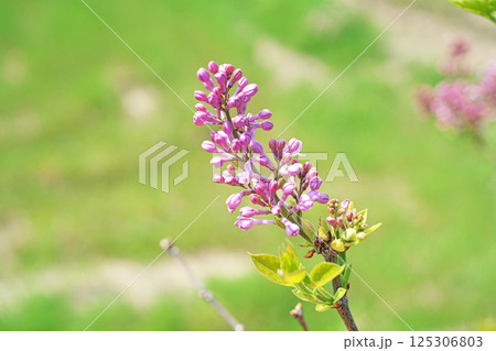 ピンク色のライラックの蕾と花（春、四月） 125306803