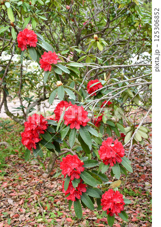 赤いシャクナゲの花「ビビアニ」 赤いシャクナゲの花「ビビアニ」 125306852