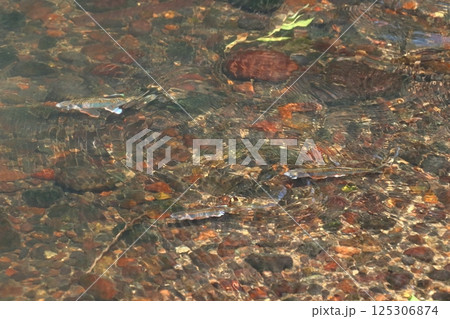 縄張り争中のオイカワ（新潟県長岡市） 125306874