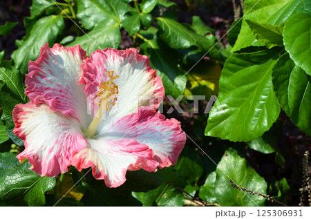 白地にピンクの縁取りのハイビスカス 125306931
