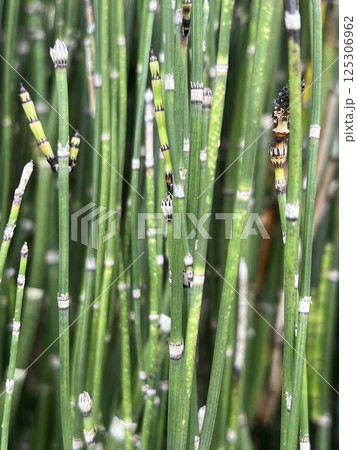 緑色の木賊の森、ヤスリに使う植物、竹の様に節がある緑色の植物 125306962
