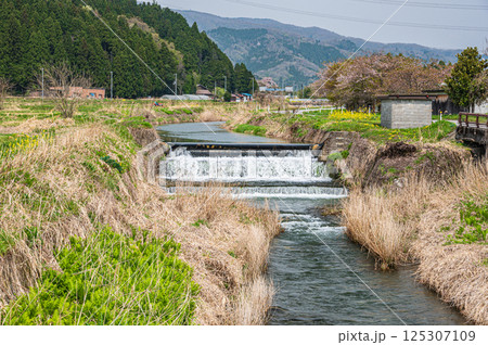 春の滋賀県湖北地方農村風景　長浜市 125307109