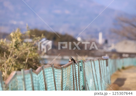 フェンスにとまっているヒヨドリ 125307644