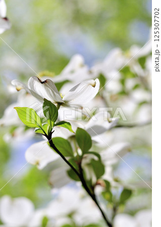 初夏のハナミズキと青空と新緑 初夏のハナミズキと青空と新緑 125307702