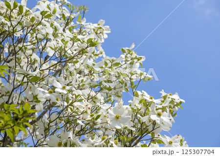 初夏のハナミズキと青空と新緑 初夏のハナミズキと青空と新緑 125307704