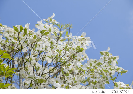 初夏のハナミズキと青空と新緑 125307705