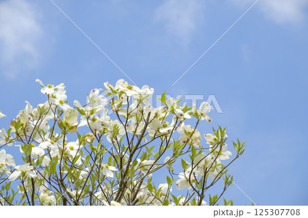 初夏のハナミズキと青空と新緑 125307708