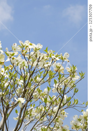 初夏のハナミズキと青空と新緑 125307709