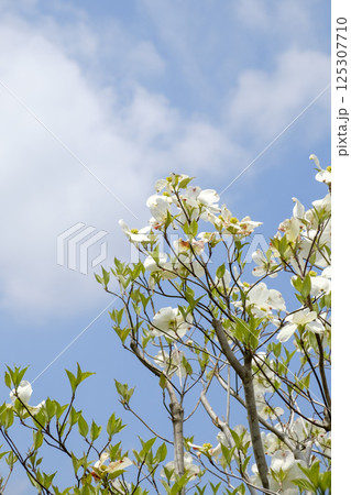 初夏のハナミズキと青空と新緑 初夏のハナミズキと青空と新緑 125307710