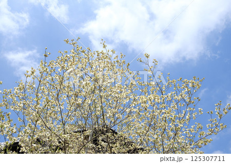 初夏のハナミズキと青空と新緑 125307711