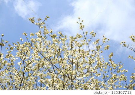 初夏のハナミズキと青空と新緑 125307712