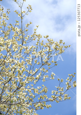 初夏のハナミズキと青空と新緑 初夏のハナミズキと青空と新緑 125307713