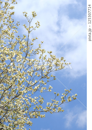 初夏のハナミズキと青空と新緑 125307714