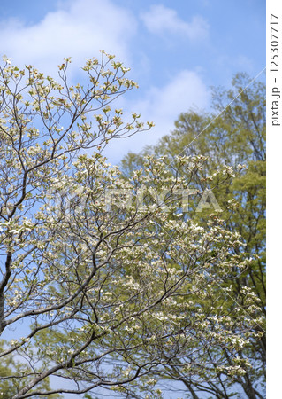 初夏のハナミズキと青空と新緑 初夏のハナミズキと青空と新緑 125307717