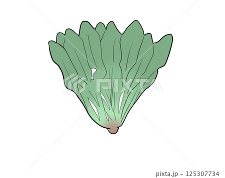 ほうれん草 125307734
