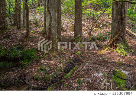 滋賀県湖北地方の針葉樹林 長浜市 滋賀県湖北地方の針葉樹林 長浜市 125307994