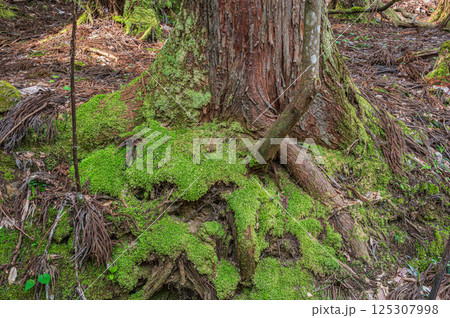 滋賀県湖北地方の針葉樹林　苔むした杉の大木　長浜市 125307998