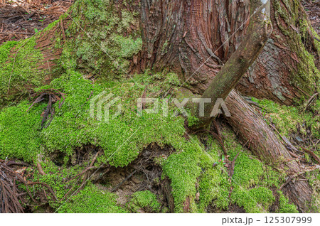 滋賀県湖北地方の針葉樹林　苔むした杉の大木　長浜市 125307999