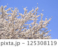 【東京】桜 125308119