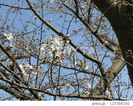 咲き始めたこじま花の会花畑桜並木のサクラ 125308192