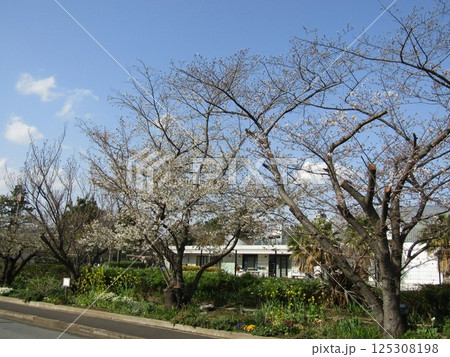 咲き始めたこじま花の会花畑桜並木のサクラ 咲き始めたこじま花の会花畑桜並木のサクラ 125308198