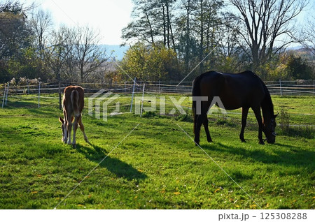 A beautiful horse is grazing on a green meadow on a sunny day. Concept for animals and nature. 125308288