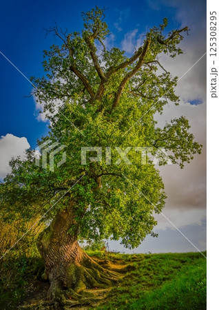 Beautiful big old tree. Concept for nature and environment. HDR image of green leafy tree. 125308295