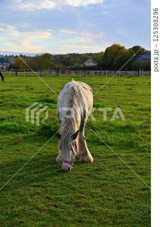 A beautiful horse is grazing on a green meadow on a sunny day. Concept for animals and nature. 125308296