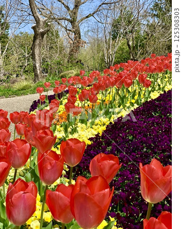 満開のチューリップとパンジーに彩られた花壇〈安城産業文化公園デンパーク/愛知県安城市〉 満開のチューリップとパンジーに彩られた花壇〈安城産業文化公園デンパーク/愛知県安城市〉 125308303