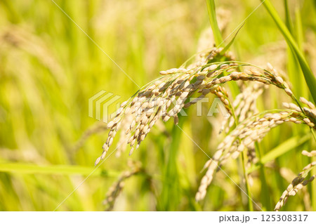 稲穂 125308317