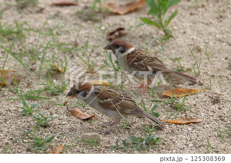 スズメ（愛媛県松山市内） 125308369