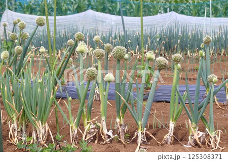 春のナガネギ(ネギボウズ:花) 春のナガネギ(ネギボウズ:花) 125308371