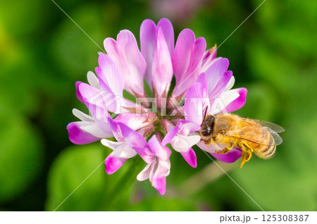 れんげ草と蜜蜂 れんげ草と蜜蜂 125308387