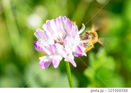 れんげ草と蜜蜂 れんげ草と蜜蜂 125308388