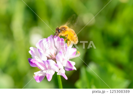 れんげ草と蜜蜂 れんげ草と蜜蜂 125308389