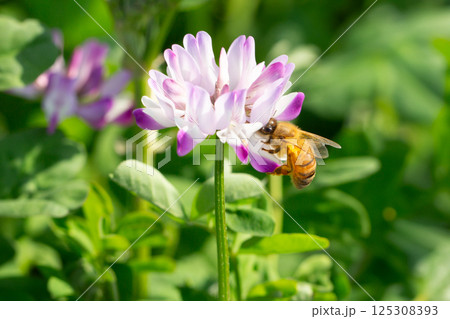 れんげ草と蜜蜂 れんげ草と蜜蜂 125308393