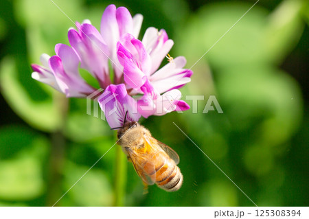 れんげ草と蜜蜂 125308394