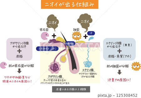 汗腺、毛穴がわかる肌の断面図とニオイの原因が分かりやすく表されたイラスト 125308452