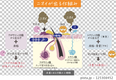 汗腺、毛穴がわかる肌の断面図とニオイの原因が分かりやすく表されたイラスト 125308452