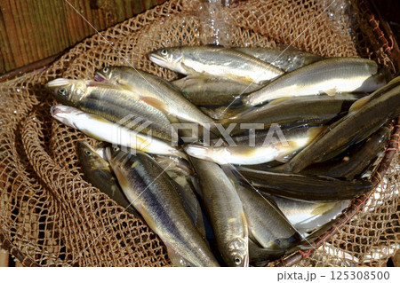 秋のやなの鮎漁漁 鮎 あゆ アユ 秋のやなの鮎漁漁 鮎 あゆ アユ 125308500