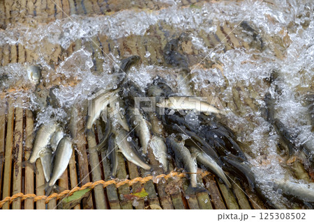 秋のやなの鮎漁漁 鮎 あゆ アユ 秋のやなの鮎漁漁 鮎 あゆ アユ 125308502