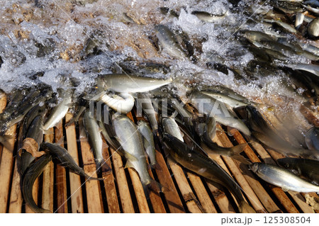 秋のやなの鮎漁漁 鮎 あゆ アユ 秋のやなの鮎漁漁 鮎 あゆ アユ 125308504