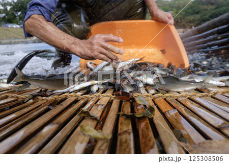 　秋のやなの鮎漁漁　　鮎　あゆ　アユ　 125308506