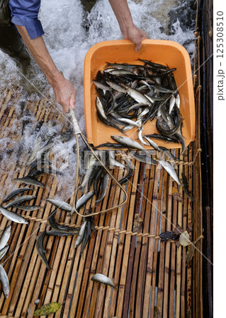 　秋のやなの鮎漁漁　　鮎　あゆ　アユ　 125308510